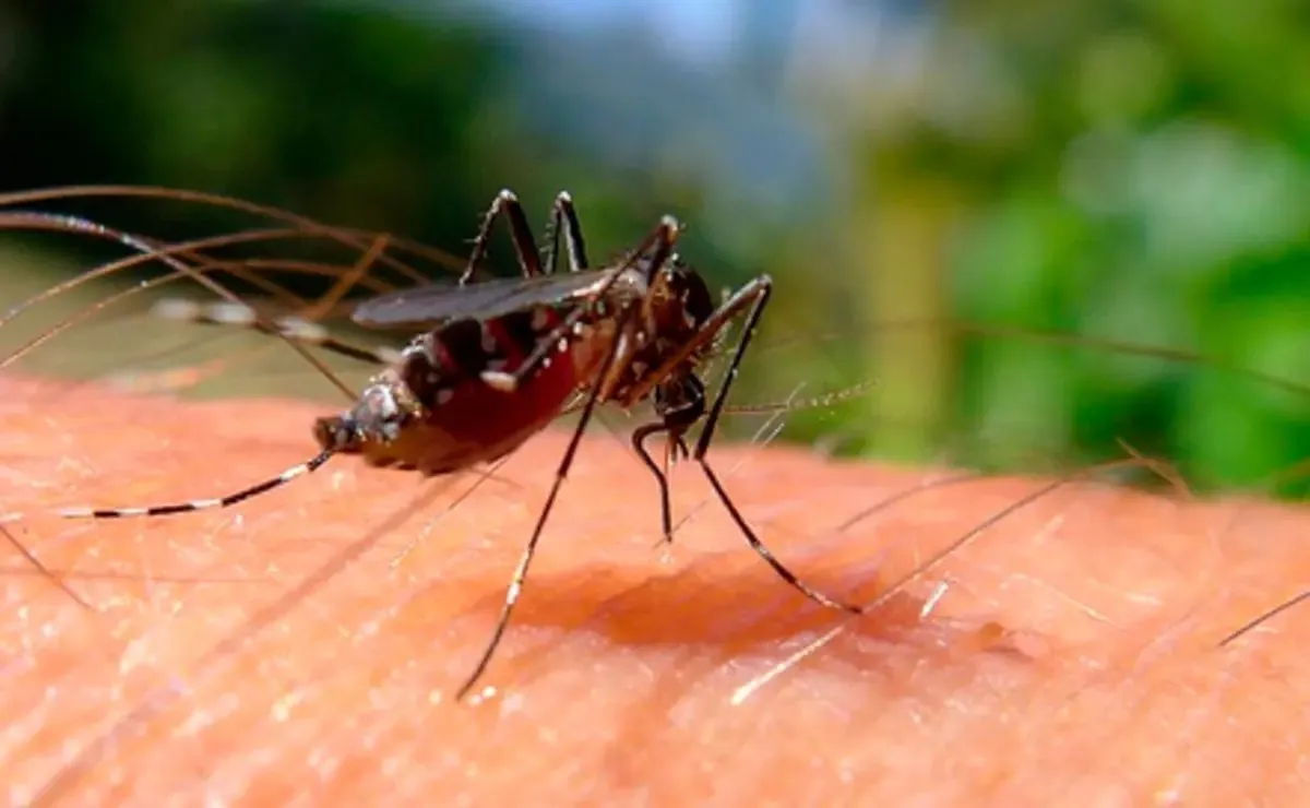 Paraná registra mais 1.535 casos e quatro óbitos por dengue