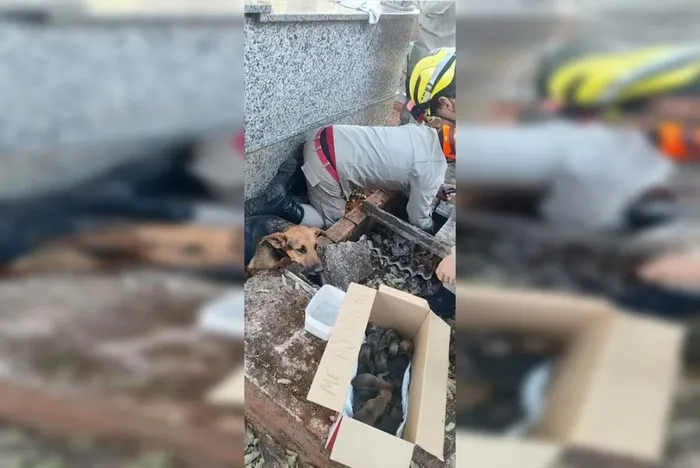 Túmulo vira berçário: cadela dá à luz 15 filhotes em cemitério