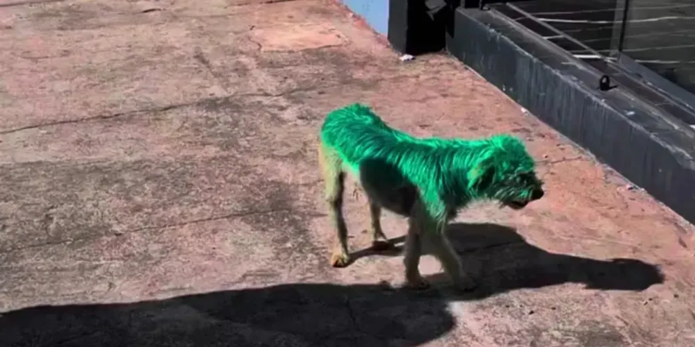 Cachorro é pintado de verde em Ponta Grossa e vira caso de polícia