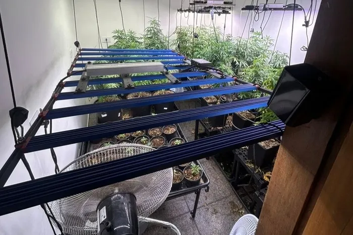 Homem é preso por cultivar maconha em casa e diz que a droga era para a avó com Alzheimer