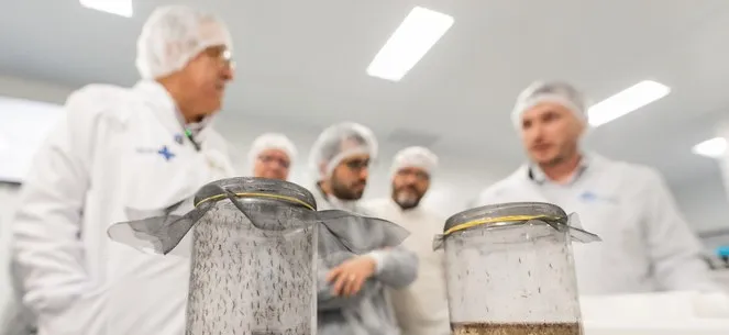 Ministério da Saúde inaugura a maior biofábrica de Wolbachia do mundo no Paraná