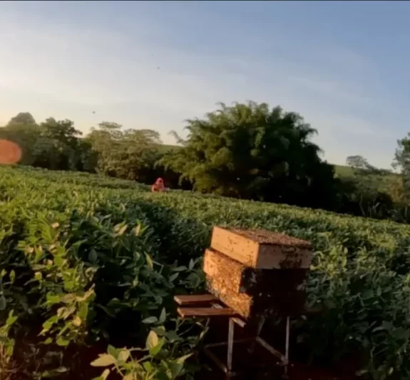 Polinização animal contribui para 12,6% da produção agrícola do Paraná