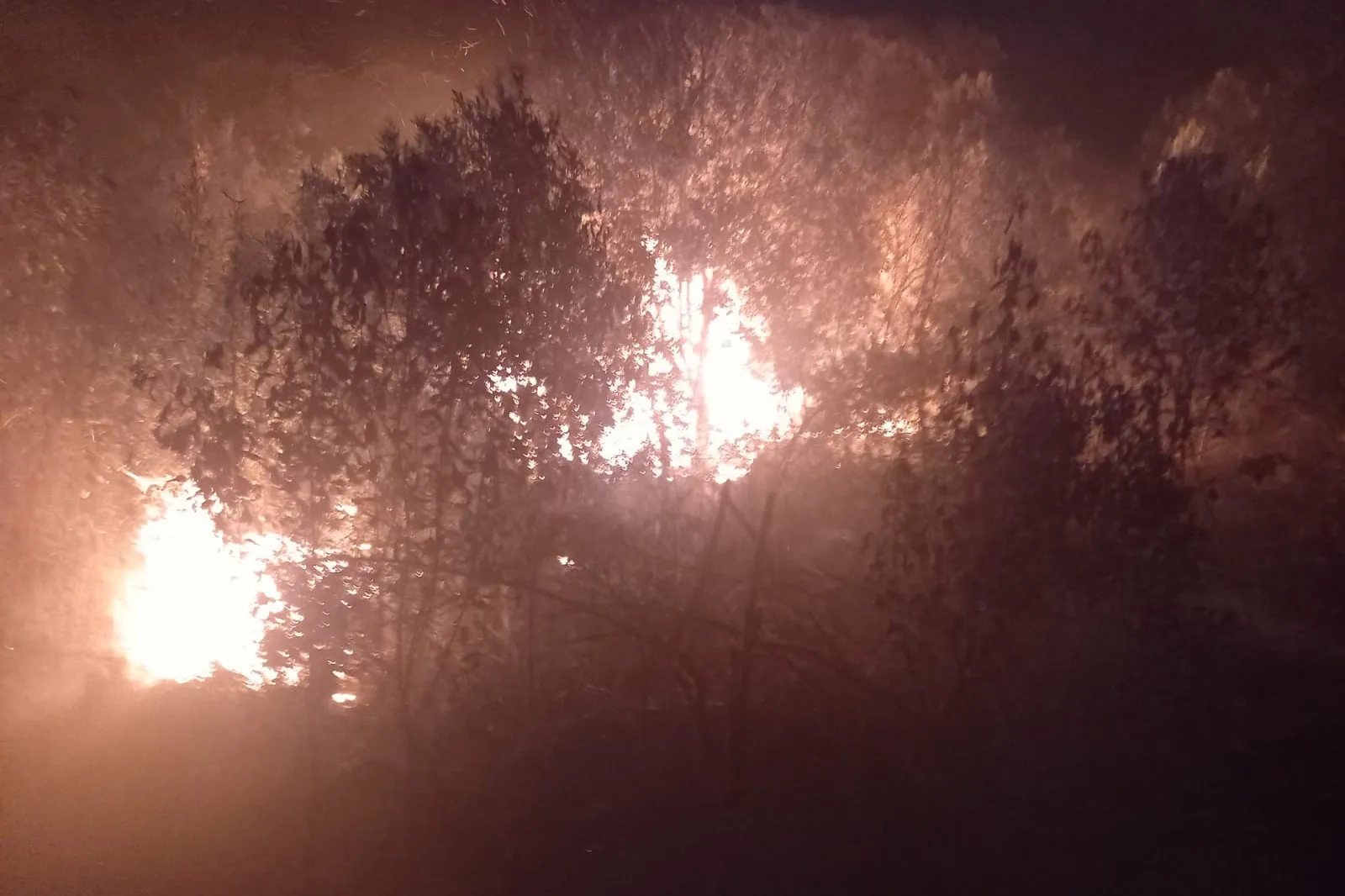 Incêndios florestais se espalham por Cascavel e Paraná vive “temporada do fogo”