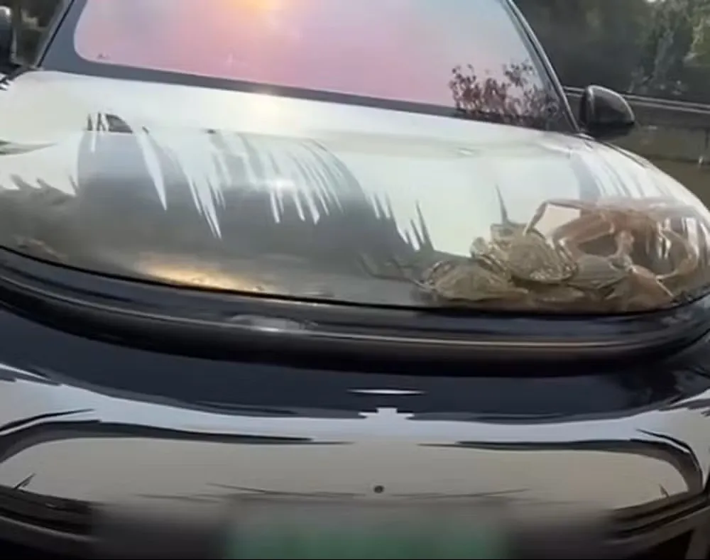 Aquário no capô: carro vira tanque para peixes e choca autoridades na China