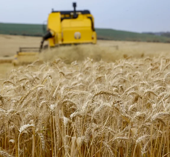 Produtores encerram plantio de trigo no Paraná em 833,4 mil hectares