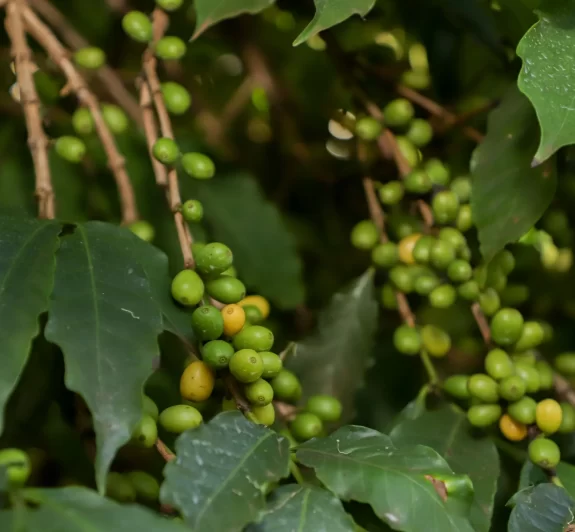 Boletim Agropecuário analisa estágio da safra do café e variação dos preços